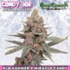 Candy Jar - Regular Seeds (PRE-SALE)