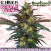 Illinois Bubble Gum - Regular Seeds