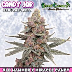 Candy Jar - Regular Seeds (PRE-SALE)