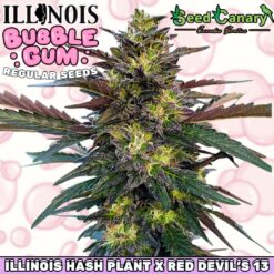 Illinois Bubble Gum - Regular Seeds