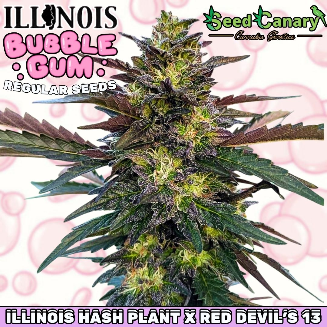 Illinois Bubble Gum - Regular Seeds
