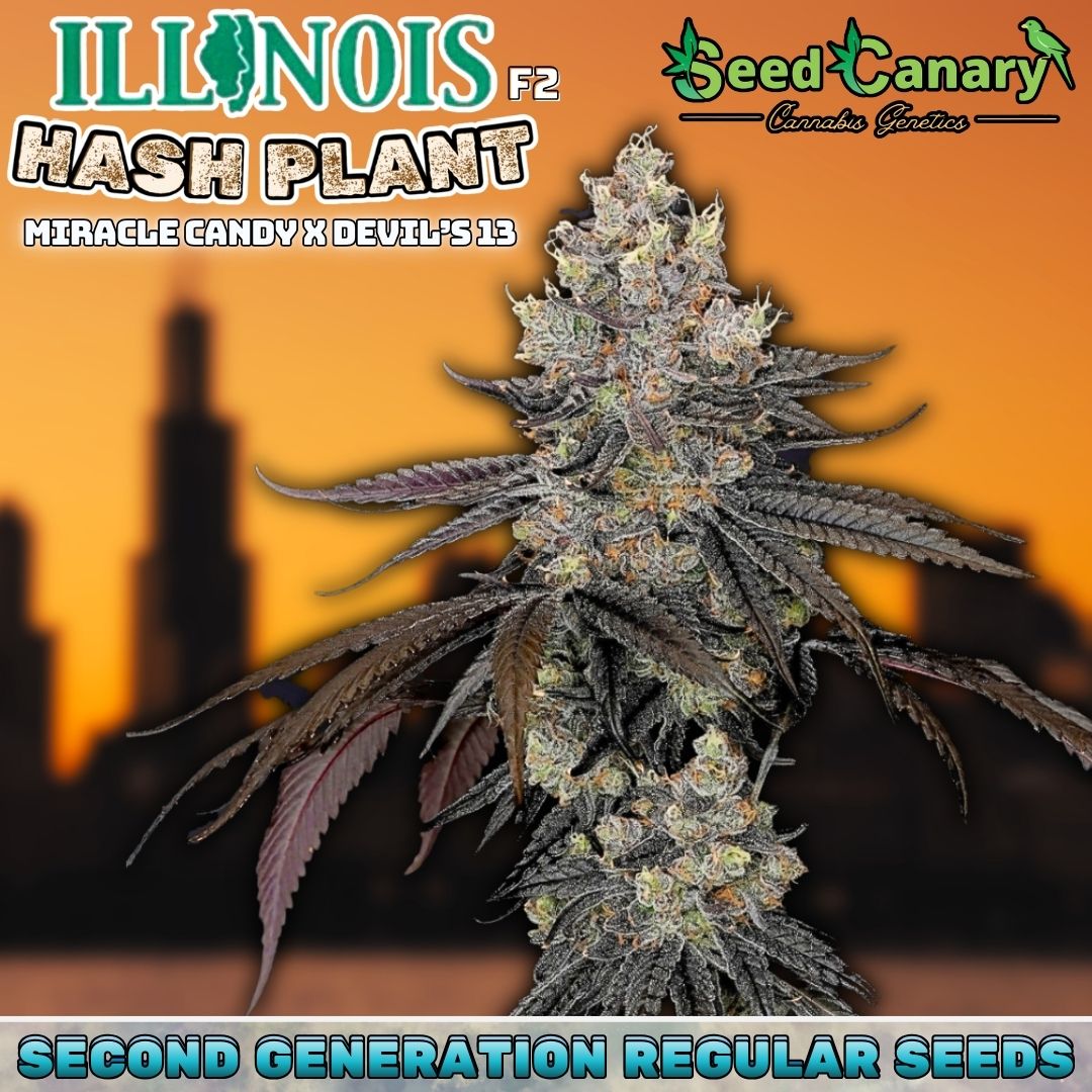 Illinois Hash Plant F2 - Regular Seeds