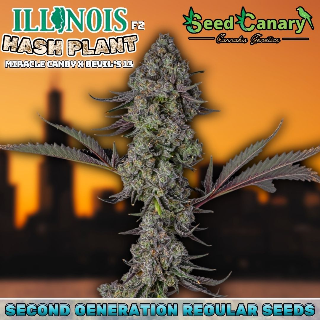 Illinois Hash Plant F2 - Regular Seeds - Image 2