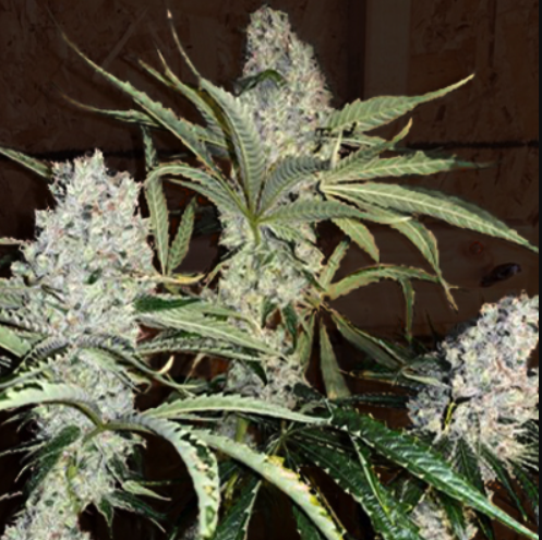 Fat Bastard S1 10 feminized seeds