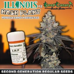 Illinois Hash Plant F2 - Regular Seeds