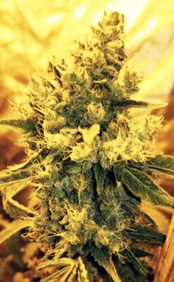 Denali OG (Denali x Goji OG)