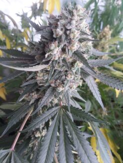 Super Kush (Fat Bastard x Afghan Kush) 15 pack - See promo page for freebie