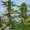 Wild Bastard (Fat Bastard x Wild Thailand) 10 feminized seeds *New Year Sale*