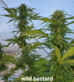 Wild Bastard (Fat Bastard x Wild Thailand) 15 pack-See promo page for freebie