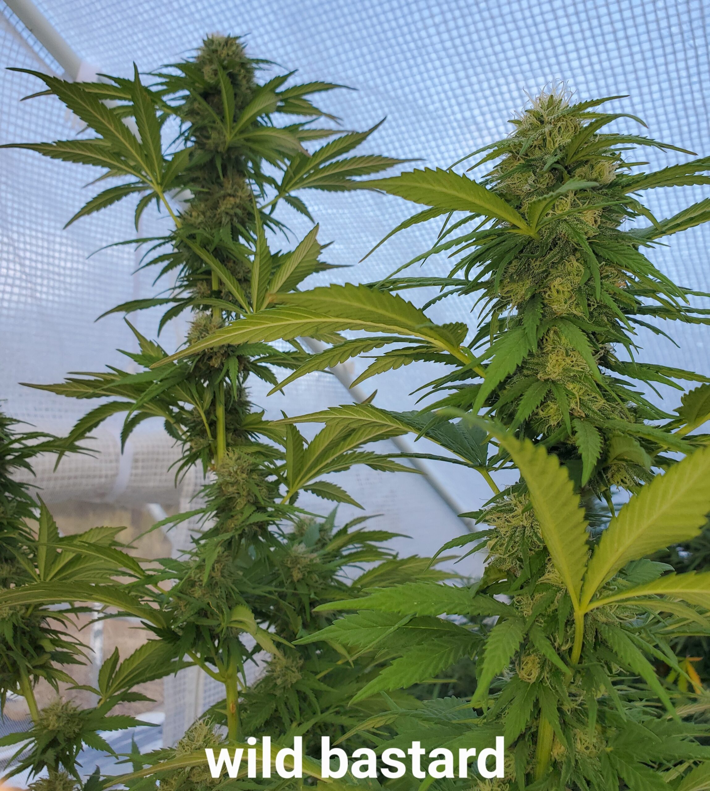 Wild Bastard (Fat Bastard x Wild Thailand) 15 pack-See promo page for freebie