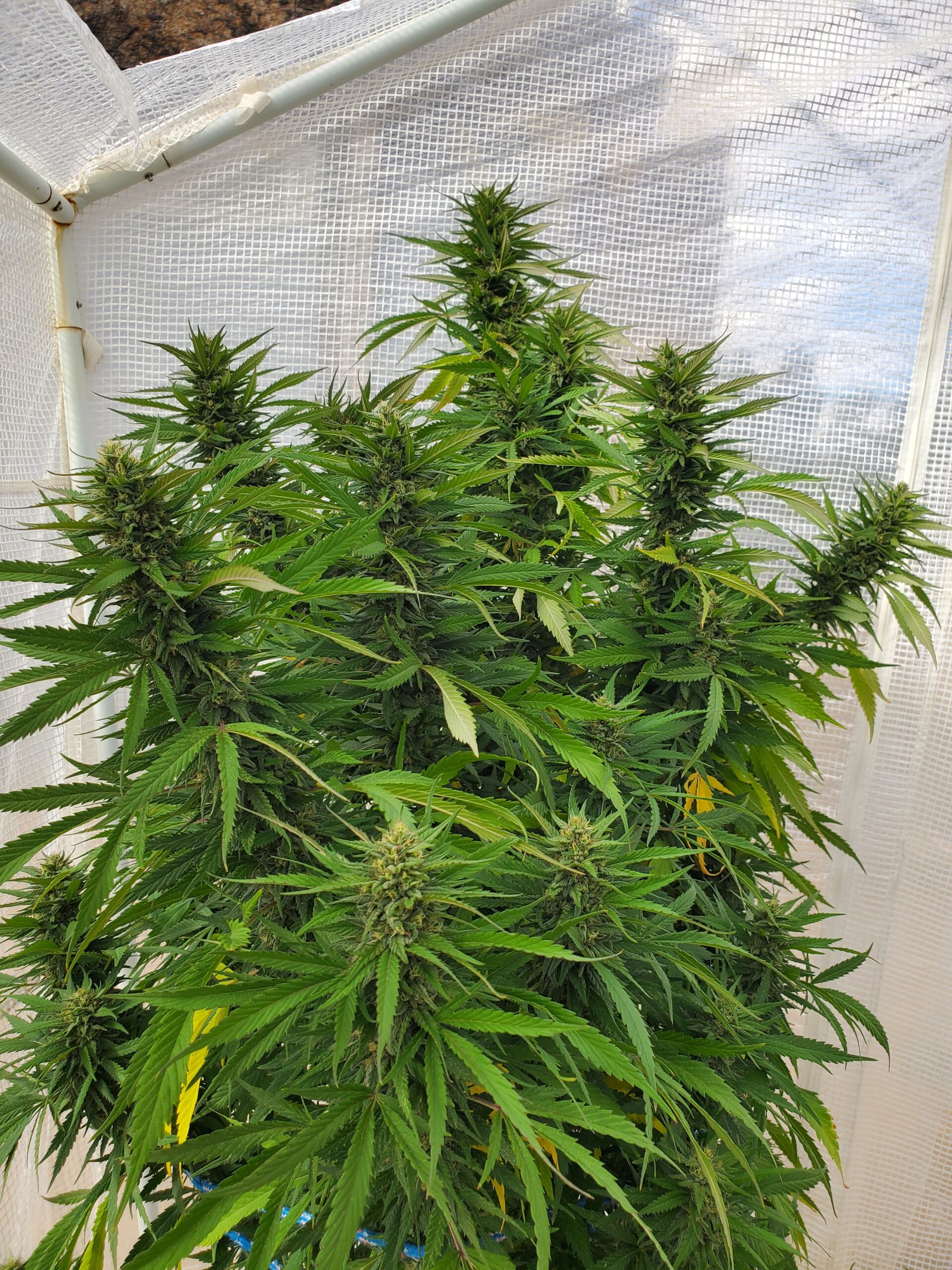 Chocolate Starfish (Fat Bastard x Oreoz) 5 fems + 10 free See promo page