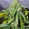 Chubby Chaser (Fat Bastard x Afghan) 10 feminized seeds *New Year Sale*