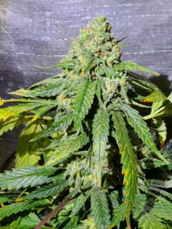 Chubby Chaser 15 pack - See promo page for freebie