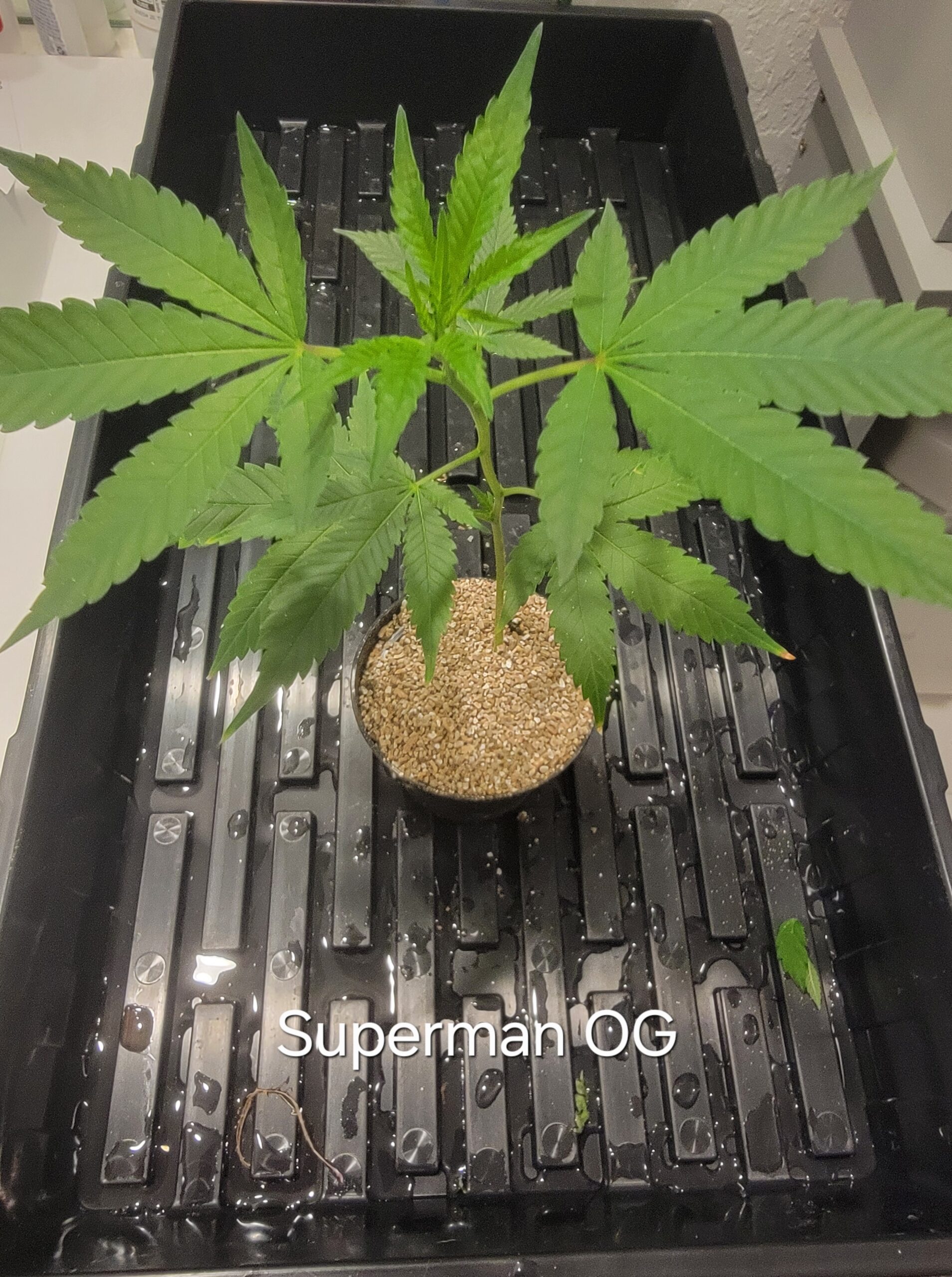 Superman OG - Image 2
