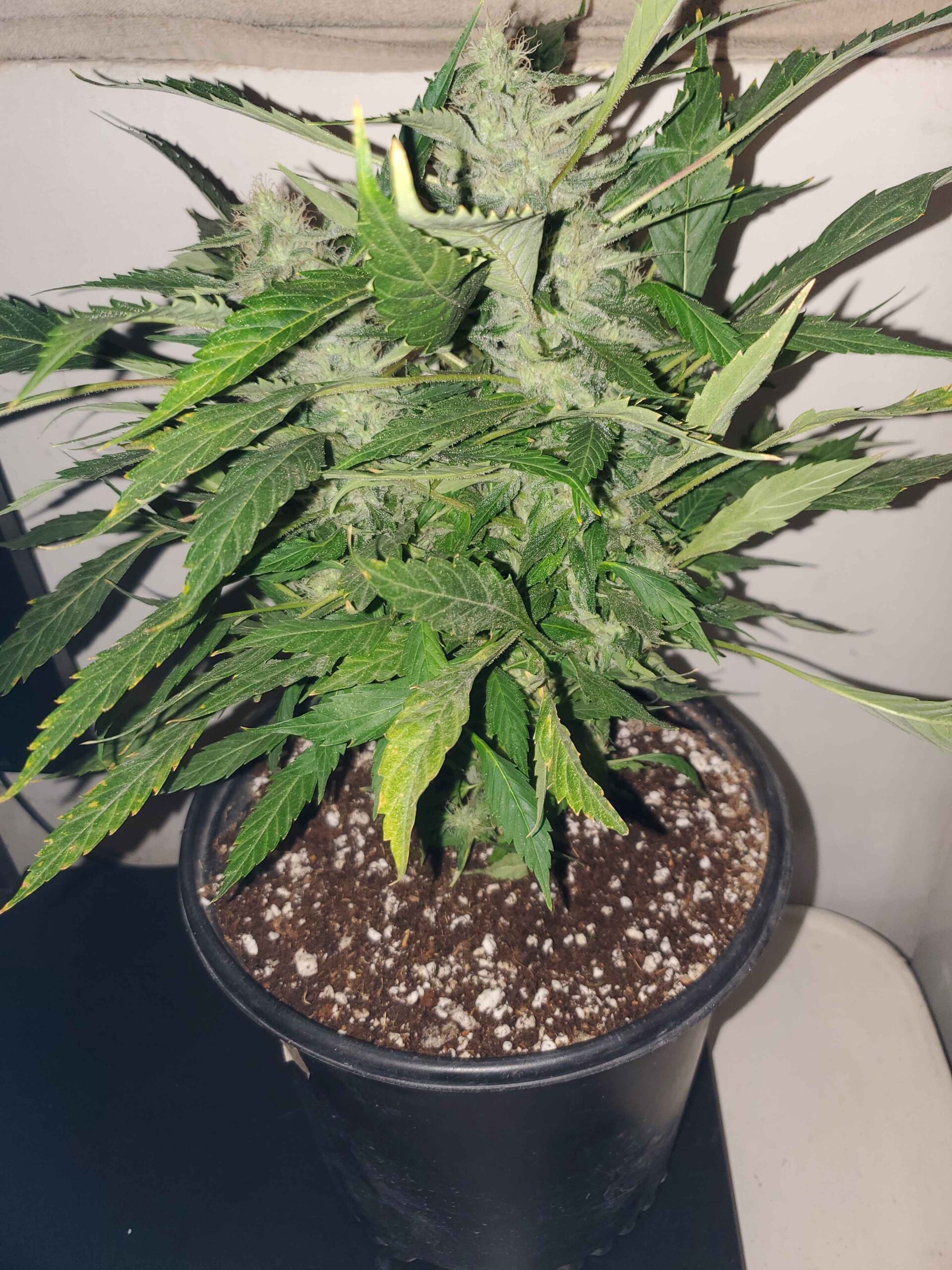 Demon Piss (Fat Bastard x Jokerz) pack of 15 fem seeds