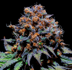 Fluidic Space (Cluster x Purple Jar)