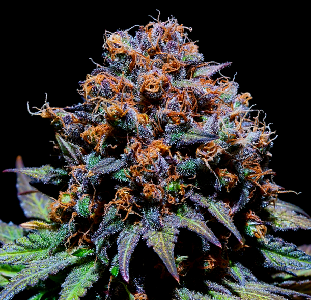 Fluidic Space (Cluster x Purple Jar)