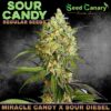 Sour Candy - Regular Seeds (PRE-SALE)