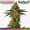 Miracle Pie - Regular Seeds (PRE-SALE)