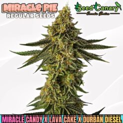 Miracle Pie - Regular Seeds (PRE-SALE)