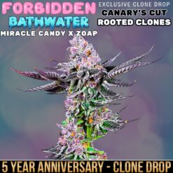 Forbidden BathWater - Rooted Clone