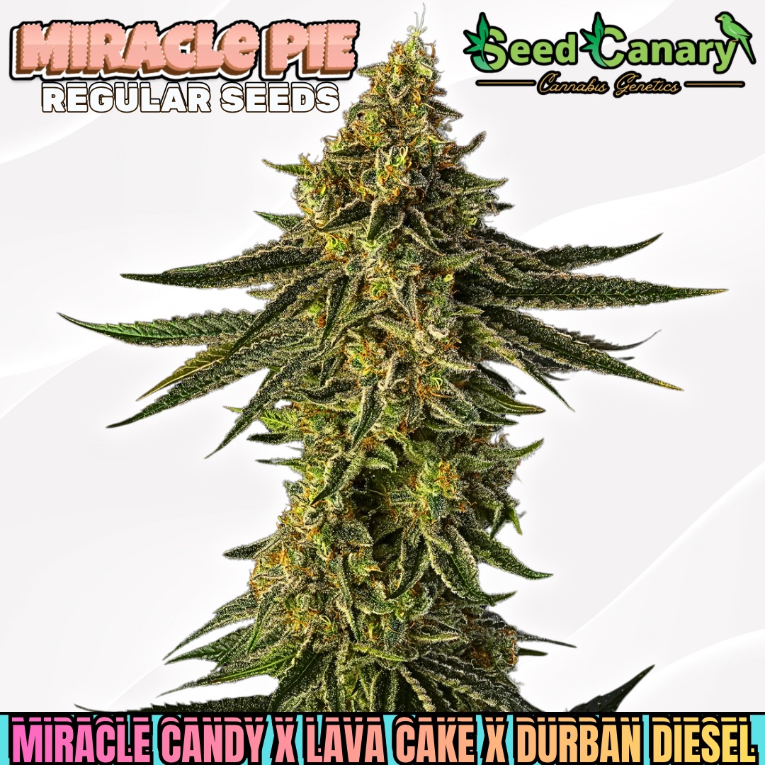 Miracle Pie - Regular Seeds (PRE-SALE)