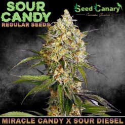 Sour Candy - Regular Seeds