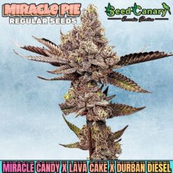 Miracle Pie - Regular Seeds (PRE-SALE)