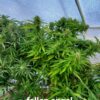 Fallen Angel(Fat Bastard x Colombian Gold x South African Kwazulu) 15 FEMINIZED SEEDS *$6 USA shipping* Freebies with every order.