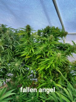 Fallen Angel(Fat Bastard x Colombian Gold x South African Kwazulu) 15 FEMINIZED SEEDS *$6 USA shipping*