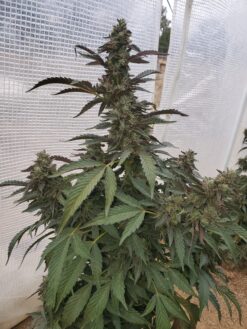 Legit Seeds/ packs of 10 seeds