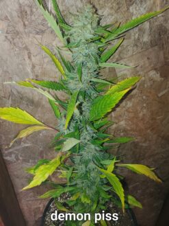 Demon Piss (Fat Bastard x Jokerz) 15 FEMINIZED SEEDS *$6 USA shipping*