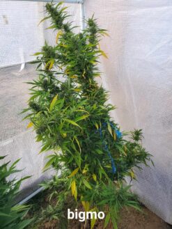 Big Mo (Fat Bastard x GMO) 15 FEMINIZED SEEDS *$6 USA shipping*