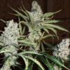 Fat Bastard S1 10 FEMINIZED SEEDS *38% THC* *$6 USA shipping* Freebies with every order.