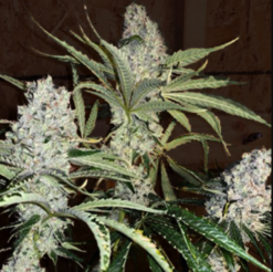 Fat Bastard S1 10 FEMINIZED SEEDS *38% THC* *$6 USA shipping*