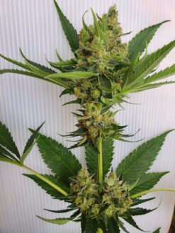 Guerrillaz (Fat Bastard x GG4) 10 FEMINIZED SEEDS *$6 USA shipping*