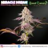 Miracle Dream - Regular Seeds