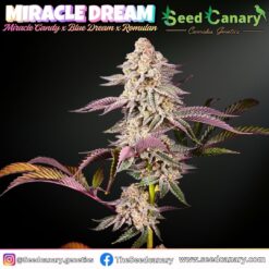 Miracle Dream - Regular Seeds