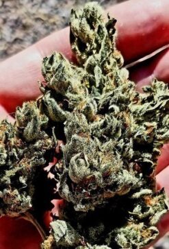 Blue Dream - 12 Regs