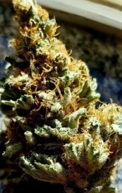 Chocolate Kush - 12 Regs