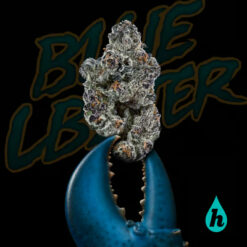 Blue Lobster Maine Trees Cut from Purple City Genetics