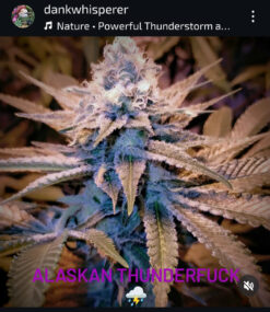 Alternative view of Alaskan Thunderfuck Old school Terps direct from Alaska