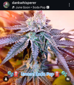 Umami Zoda Pop Red and Black licorice Funk!