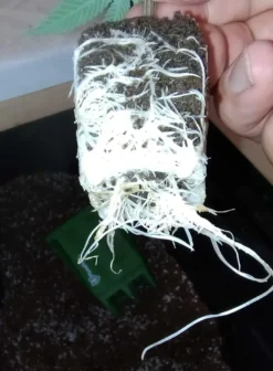 Alternative view of Thin Mint Girl Scout Cookies Heirloom ~ The real deal Cookie Funk!