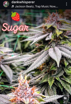 Strawberry Sugar ~ Insane Strawberry Candy Terps!
