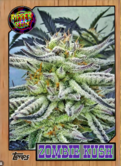 Zombie Kush Sugarship cut Bubba on Steroids! Hashy Coffee Haze!