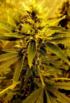 Guatemalan Big Bud (Big Bud x Guatemalan) - 12 Regs