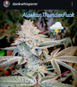 Alaskan Thunderfuck Old school Terps direct from Alaska