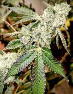 Alternative view of Blueberry Sugar Blockhead Breeder Cut