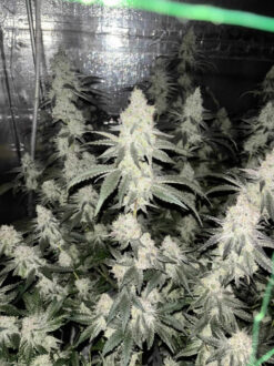 Blueberry Sugar Blockhead Breeder Cut